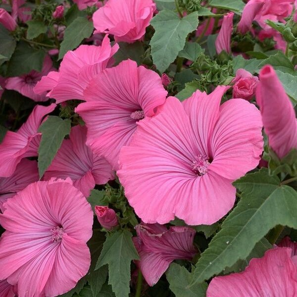 Lavatera trimestris Bekermalva 71