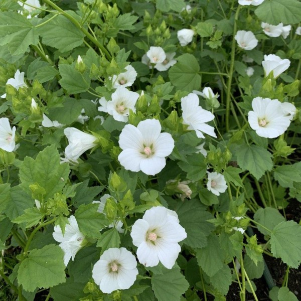 Malope trifida Trechtermalva 733