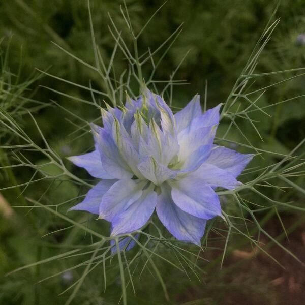 Nigella damascena Juweeltjes mix 78