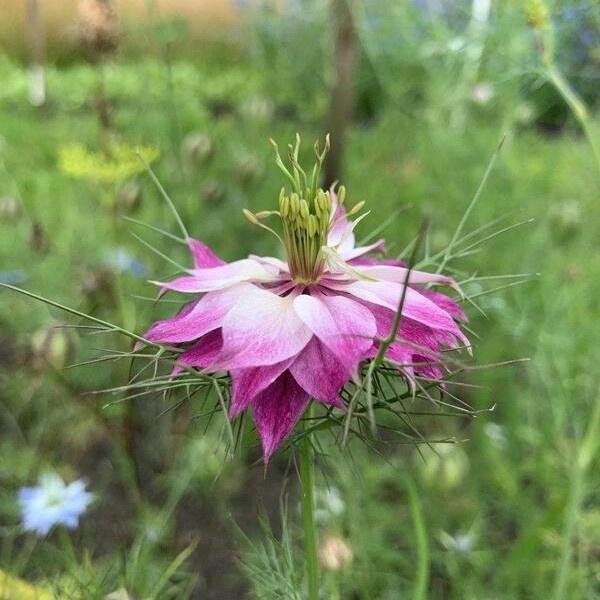 Nigella damascena Juweeltjes mix 79