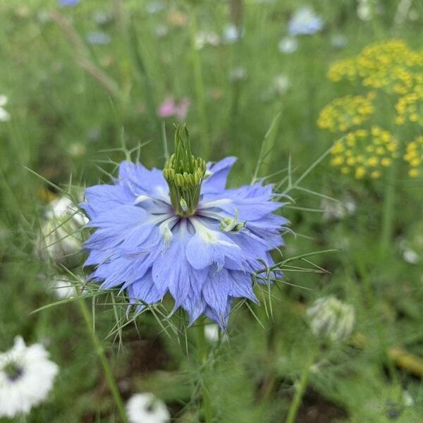 Nigella damascena Juweeltjes mix 80
