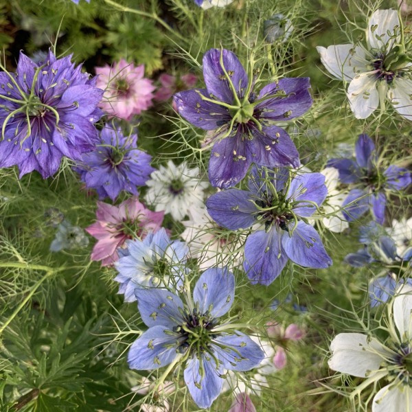 Nigella damascena Juweeltjes mix 81