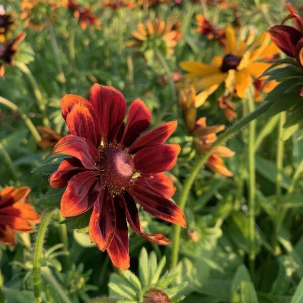 Rudbeckia hirta Chocolate Orange 81