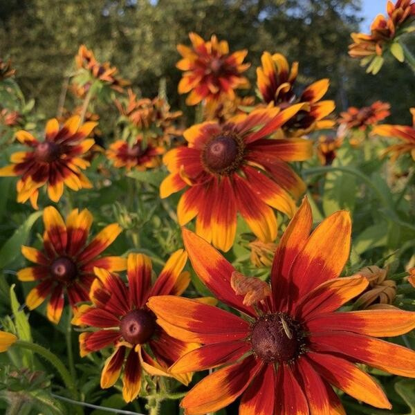 Rudbeckia hirta Chocolate Orange 82
