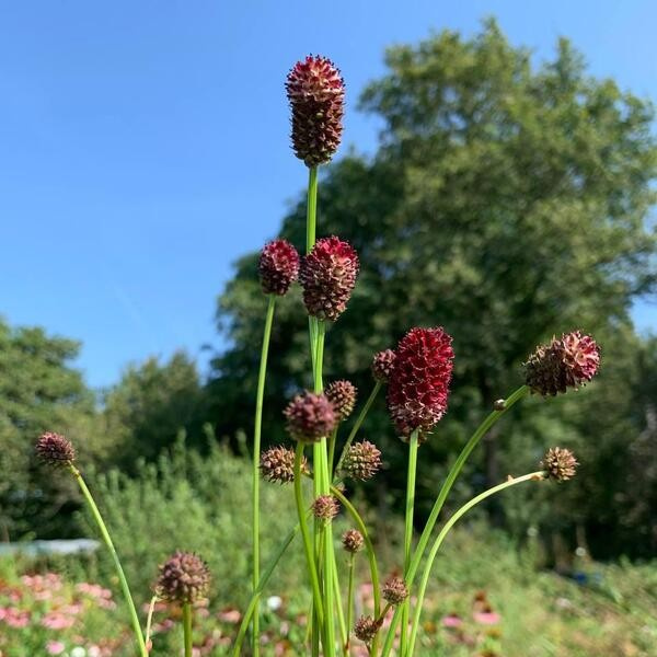 Sanguisorba officinalis Grote Pimpernel 84