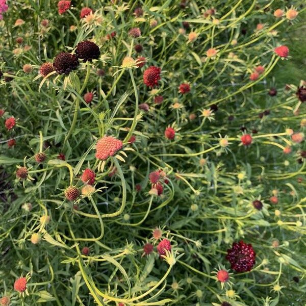 Scabiosa atropurpurea Summer Berries mix 86