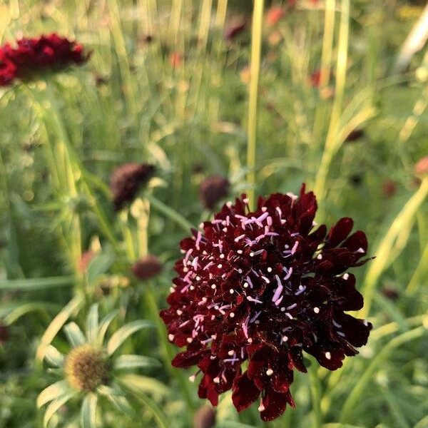 Scabiosa atropurpurea Summer Berries mix 87