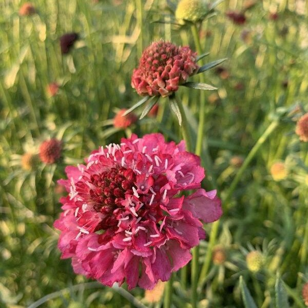 Scabiosa atropurpurea Summer Berries mix 88