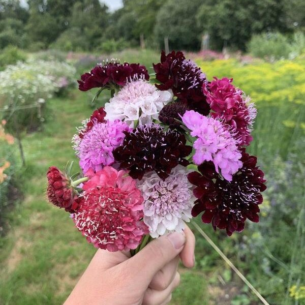 Scabiosa atropurpurea Summer Berries mix 89