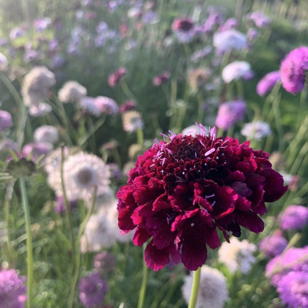Scabiosa atropurpurea Summer Berries mix 90