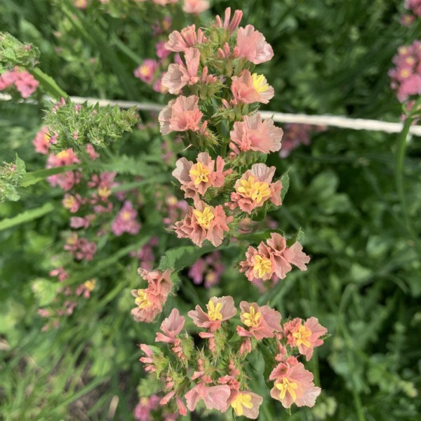 Statice sinuata Apricot 1