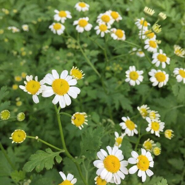 Tanacethum parthenium 90