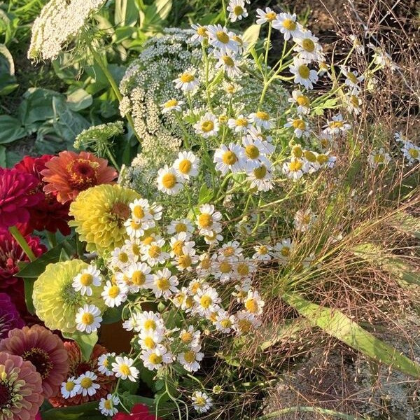 Tanacethum parthenium 91