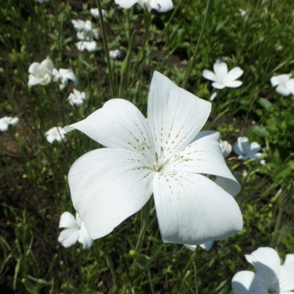 agrostemma_githago_snow_queen_bolderik