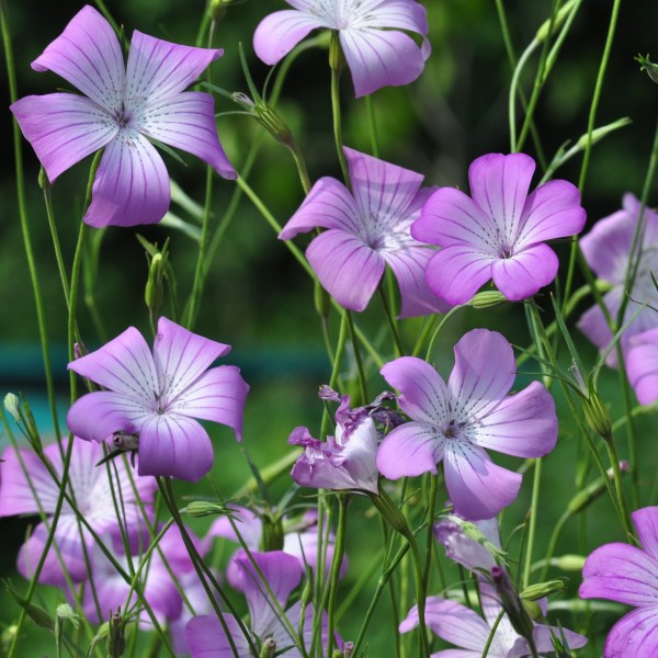 agrostemma_gracilis_rose_queen2_web