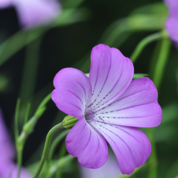agrostemma_gracilis_rose_queen5_web