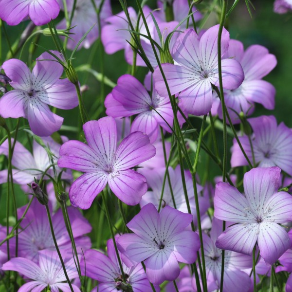 agrostemma_gracilis_rose_queen_web