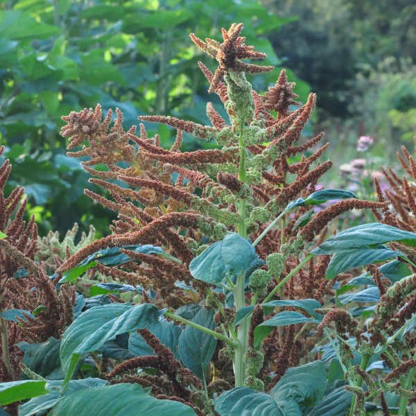 amaranthus-cruentus-autumnstouch