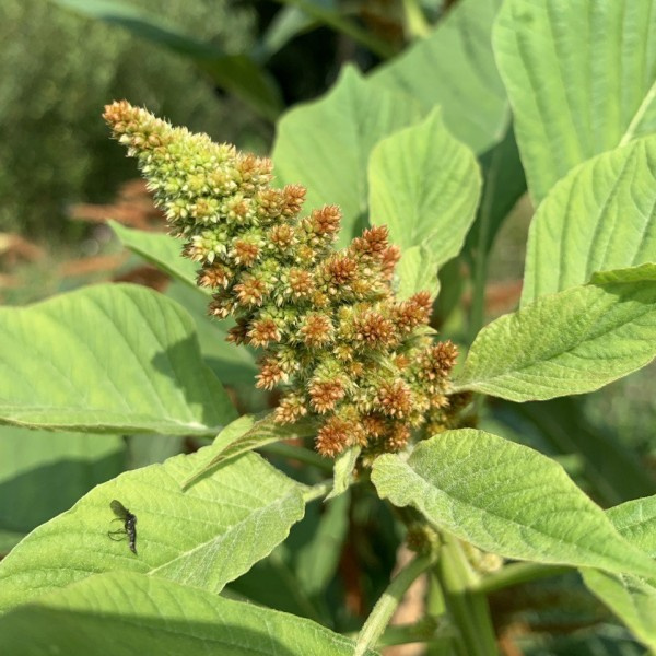 amaranthus-cruentus-autumnstouch2