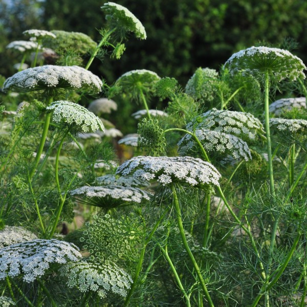 ammi-visnaga