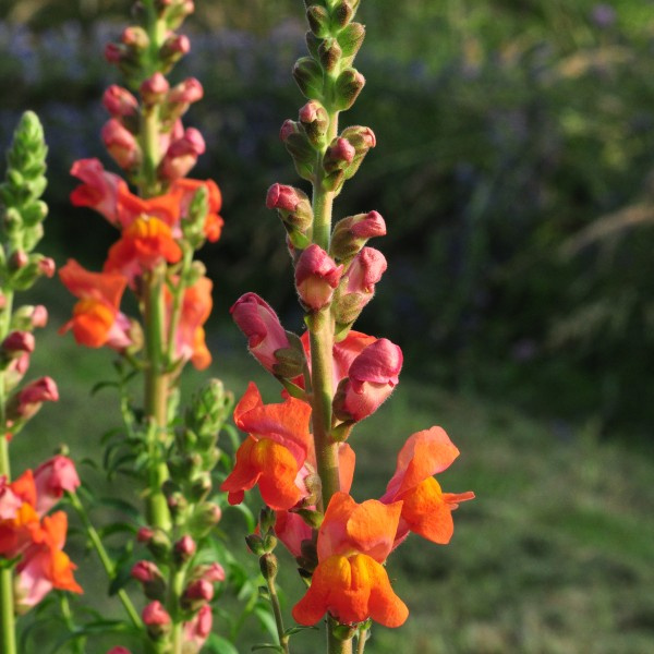 antirrhinum-majus-darkorange2