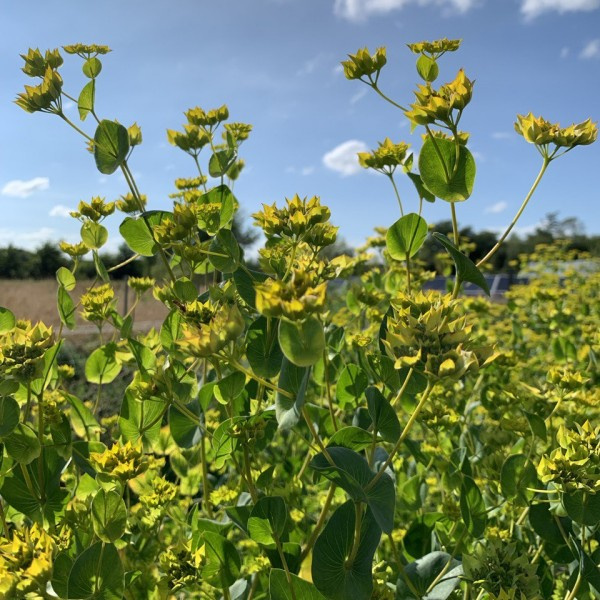 bupleurum-rotundifolium