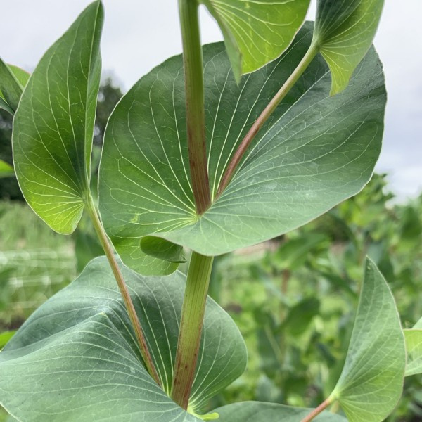 bupleurum-rotundifolium2