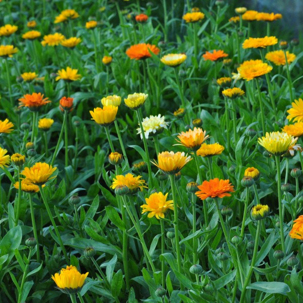 calendula_off_kinglet_mix1_web