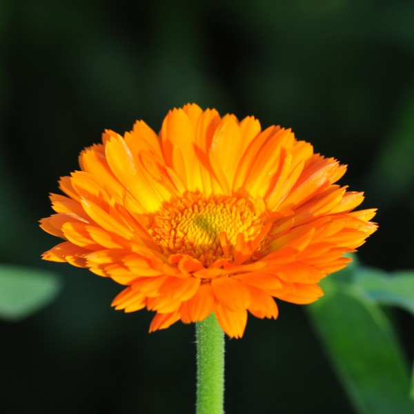calendula_off_kinglet_mix2_web