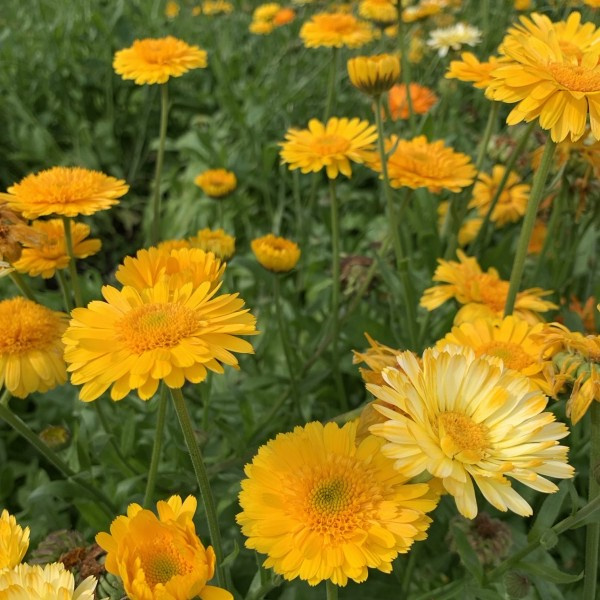 calendula_off_kinglet_mix3_web