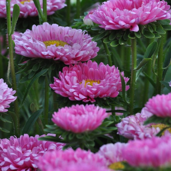 callistephus-chinensis-pinksalmonmix