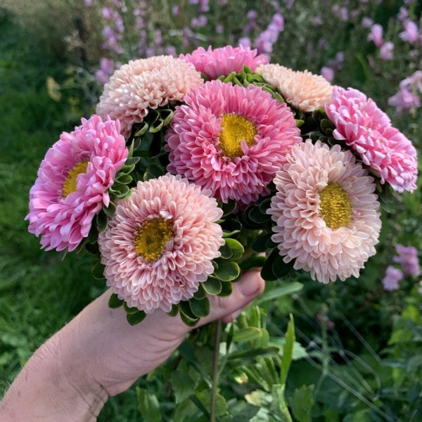 callistephus-chinensis-pinksalmonmix3