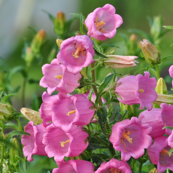 campanula-medium-singlerose