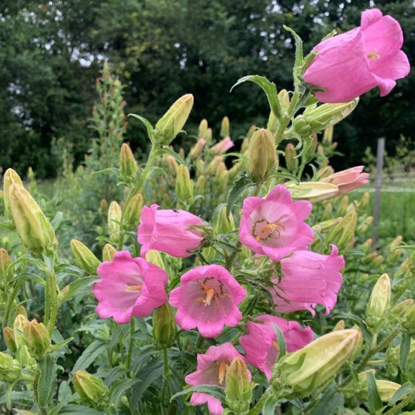 campanula-medium-singlerose2