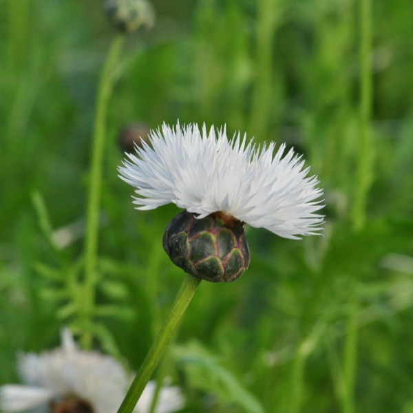 centaurea-moschata-thebride