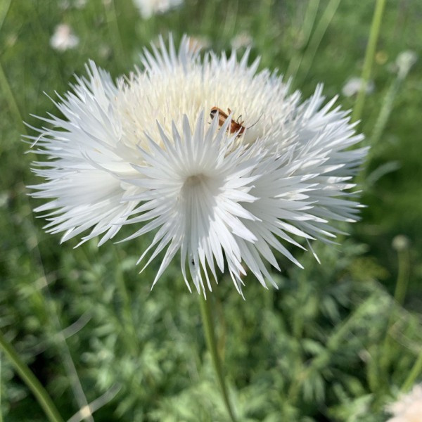 centaurea-moschata-thebride2