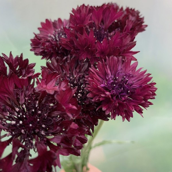 centaurea cyanus merlot 1