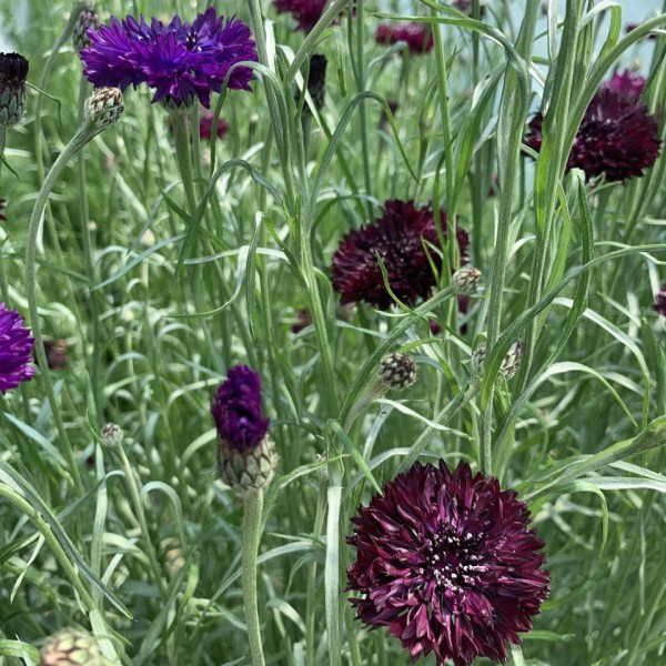 centaurea cyanus merlot 2