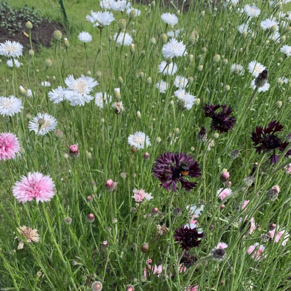 centaurea cyanus merlot mix 1