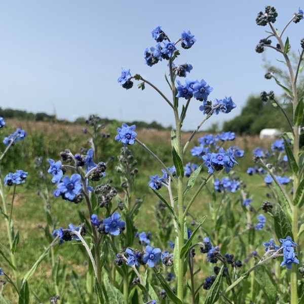 cynoglossum amabile - chinees vergeet me nietje firmament 1