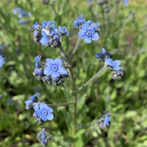 cynoglossum amabile - chinees vergeet me nietje firmament 2