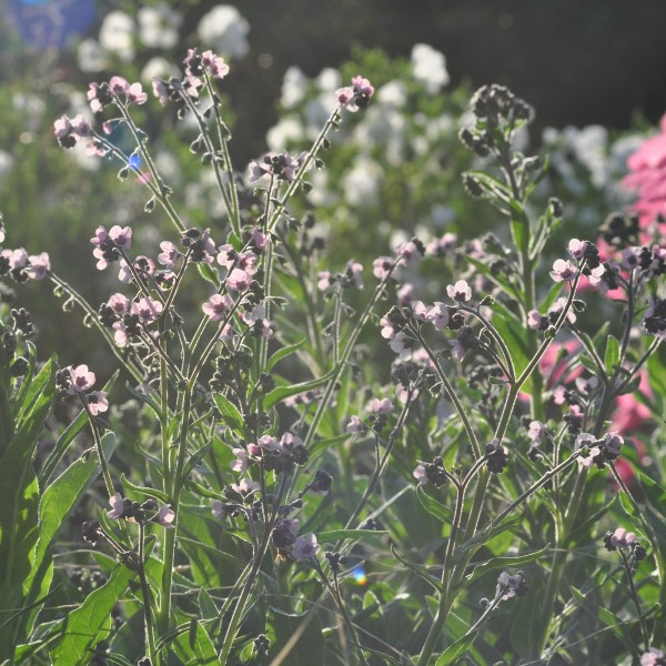 cynoglossum_amabile_mystery_rose2_web