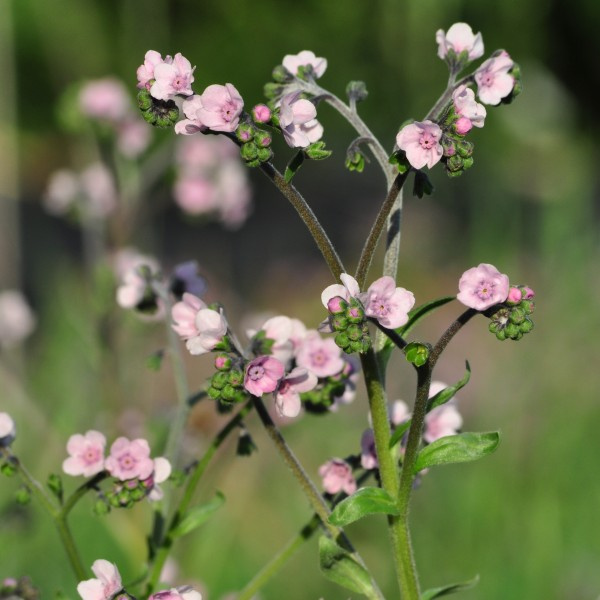 cynoglossum_amabile_mystery_rose3_web