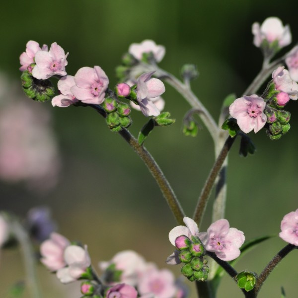 cynoglossum_amabile_mystery_rose4_web