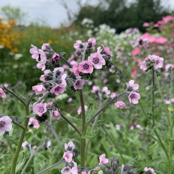 cynoglossum_amabile_mystery_rose5_web