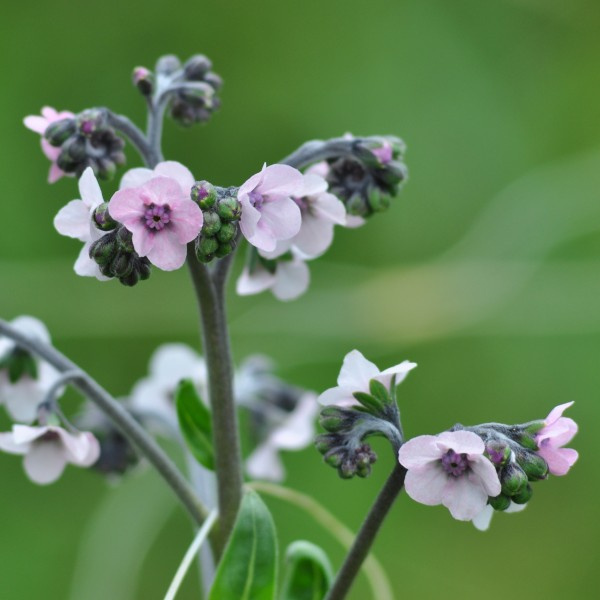cynoglossum_amabile_mystery_rose_web
