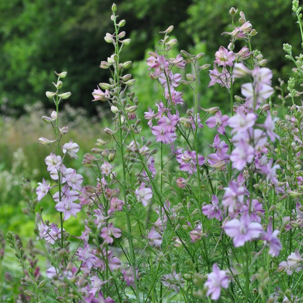 delphinium-consolida-marshmallowmix