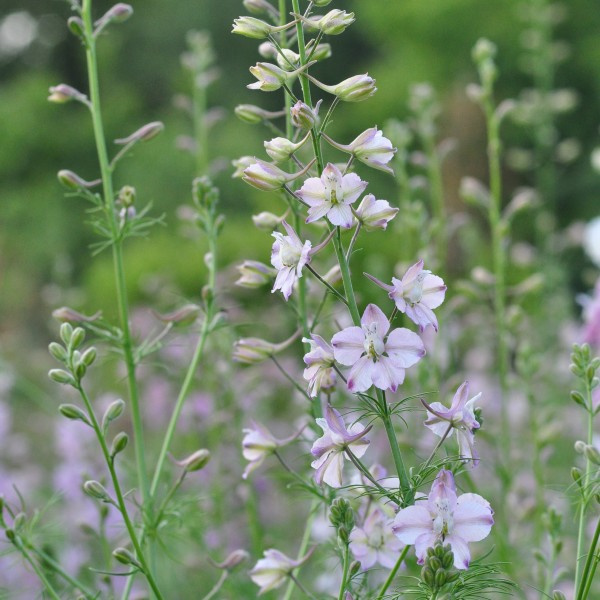 delphinium-consolida-marshmallowmix2