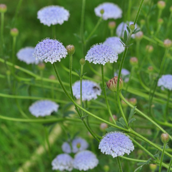 didiscus_caeruleus_blue_lace2_web