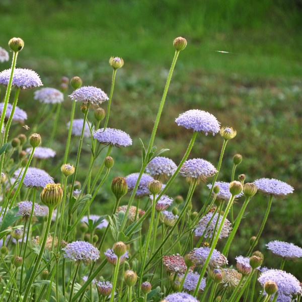 didiscus_caeruleus_blue_lace4_web